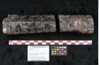 Foto (Objekt + Etikett) von Calamites sp.  (NHMW-GEO-2024-0188-11163)